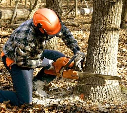 Tree Removal in El Indio, TX